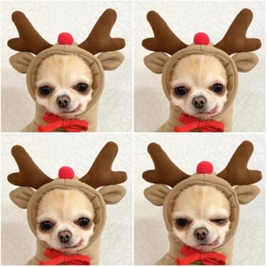 Теплий зимовий одяг для собак, милий халат для собак, худі з капюшоном, фліс, костюм для обіймів, куртка для Французького бульдога, Чихуахуа, одяг для собак, розмір (кава, M)