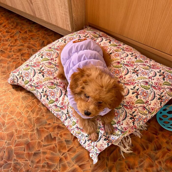 Зимова куртка для собак великих порід, тепла та водонепроникна, з відбивачами, фірмовий стиль (XL, світло-фіолетовий)