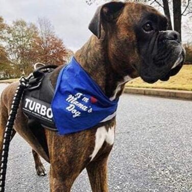 Шлейка Julius K-9 IDC Powergeschirre Anthrazitgrau з індивідуальним написом, для собак маленьких, середніх та великих порід, 16IDC+CUSTOMP-ANT