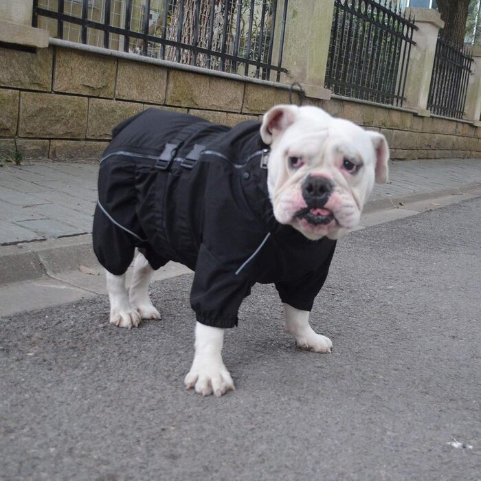 Водонепроникна куртка для собак, легка, світловідбиваюча, безпечна, вітро- та снігонепроникна жилетка для бульдогів, чорна, B-L