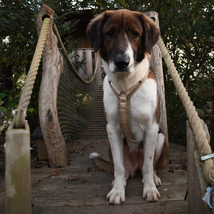 Нашийник для собак Anny·x Fun, регульований, колір Снігова куля, різні розміри (Снігова куля, S короткий)