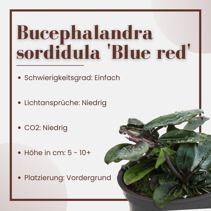 Набір акваріумних рослин Hygrophila corymbosa 'Compact' 3 шт. – водна рослина для акваріума, стеблова, з розвиненою кореневою системою, легкий догляд, для акваскейпінгу, декор (Bucephalandra sordidula 'Blue red')