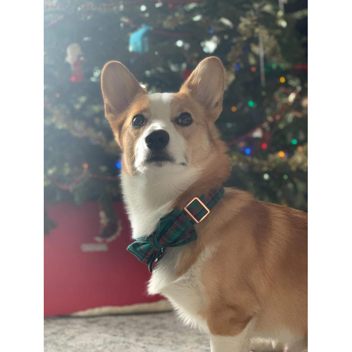 Елегантний нашийник для собак Unique Tyle з клямкою та знімною метеликом, для малих, середніх та великих собак та котів, XX-XL (зелена сітка)