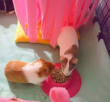 STAYbowl Futternapf: годівниця для морських свинок та інших дрібних домашніх тварин, ергономічна, 60 мл, рожева