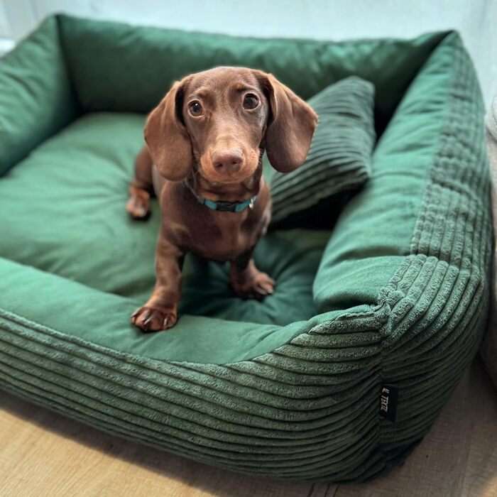 М'яке ліжко для собак 4L Textil Molly, корзина для собак, середні породи, 100x80 см, зелений колір, знімний чохол, миється