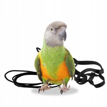 Шлейка для папуг Aviator XS, синя