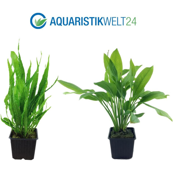 Набір рослин для акваріума AquaOne XL: ехінодорус, мікросорум, гігрофіла, 3 материнські водні рослини