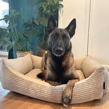 Вельветове лежак для собак MOLLY, 60x40 см, Бежевий