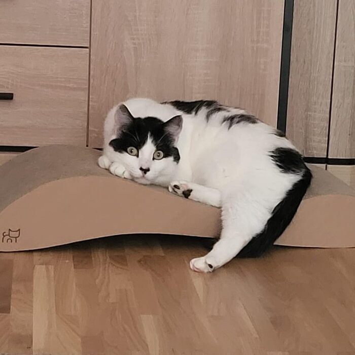 Кігтеточка для котів з картону, лежанка Lounge, кігтешкребок з гофрокартону, захист від пошкодження меблів - кігтеточка з картону 68×25×13 см (аромат котячої м'яти)