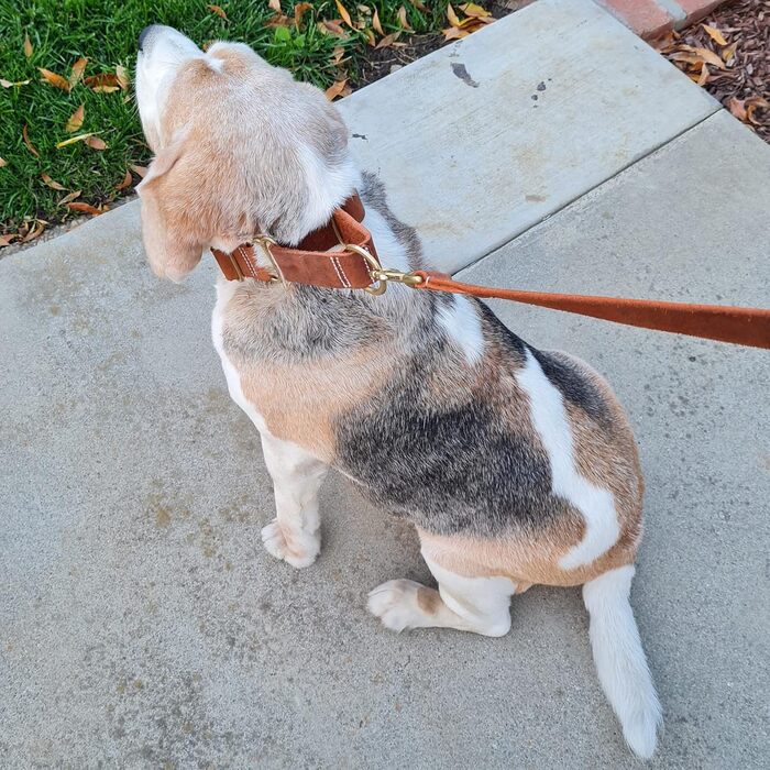 Шкіряний нашийник BlazingPaws Martingale для великих собак XL-XXL, 3,8 см, регульований, у стилі used-look, світло-коричневий