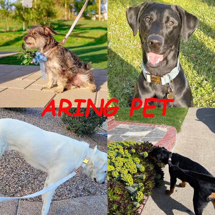 Нашийник та поводок для собак Aring Pet, нашийник та поводок, регульований нашийник для маленьких, середніх та великих собак (XS, червоний)