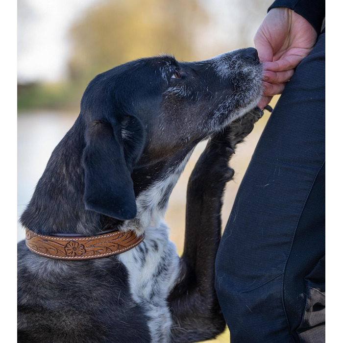 Стильний шкіряний нашийник для собак Джек Рассел від Abey: нашийник з буйволячої шкіри, вишуканий дизайн з різьбленням, м'яка підкладка (S, 26-34 см)