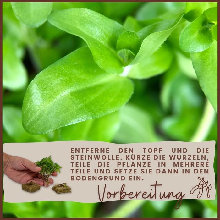 Акваріумна рослина Anubias barteri caladiifolia AquaOne, 3 шт, водна рослина з кореневищем, легка у догляді, для акваскейпінгу та декору