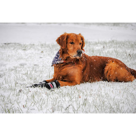 Чоботи для будь-якої погоди, Неопрен, захист лап, з відбиваючими ременями, 5 розмірів (багатобарвні, розмір M)