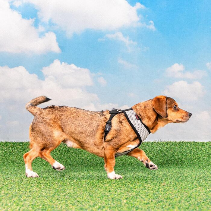 Нашийник для собак Puppia Cynthia з паєтками, блакитний, для малих та середніх собак, розмір Small