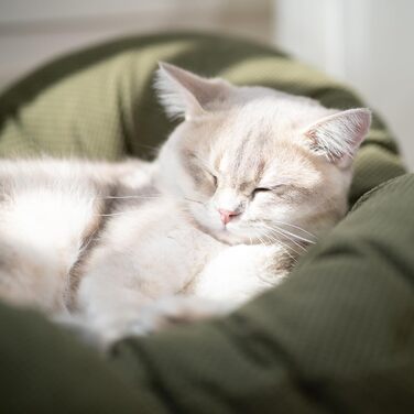 Зелене ліжко-лежанка для котів CheerPals, 55x55 см, м'яке, стильне, для сну