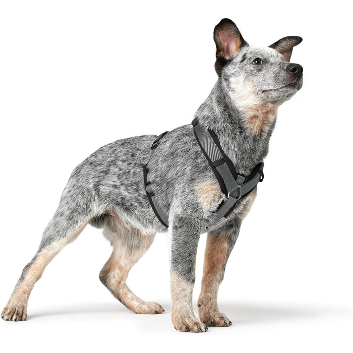 Нашийник для собак HUNTER Maldon, чорний/сірий, XS: м'який, комфортний, з 3M Scotchlite, 4-разове регулювання, з м'яким ручним захопленням