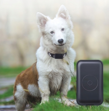 GPS-трекер для собак та котів: міні-нашийник для тварин без абонплати з додатком