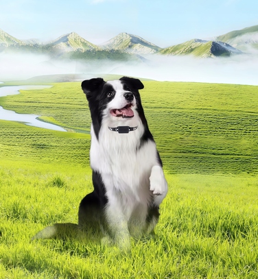 GPS-трекер для собак та котів: міні-нашийник для тварин без абонплати з додатком