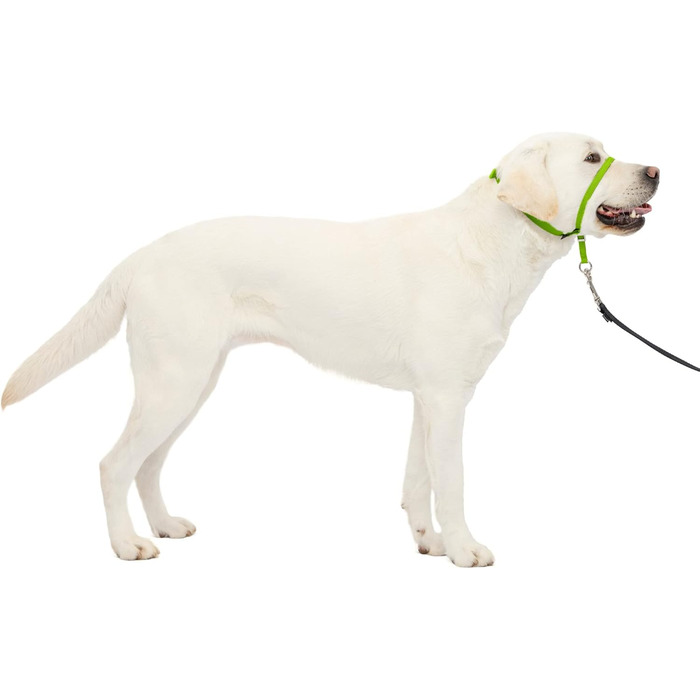 Нашийник для дресирування PetSafe Sanfter Führer (яблучно-зелений)