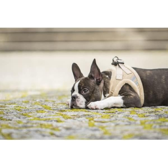 М'який шлейка для собак CHIARA MIA, XL, бежевий: водонепроникний, з регулюванням та світловідбиваючими смугами