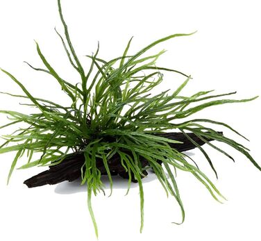 Акваріумна рослина Microsorum pteropus 'Trident' на корчі, водна рослина з кореневищем для акваріума