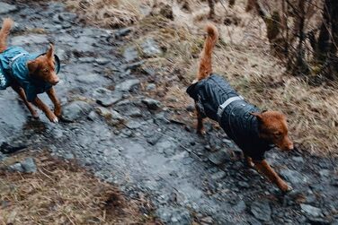 Дощовик для собак Hurtta Monsoon, BlackBerry, 20.3 см